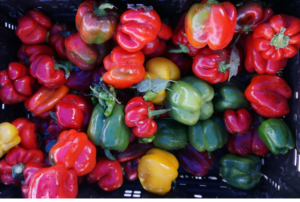red, yellow and green bell peppers